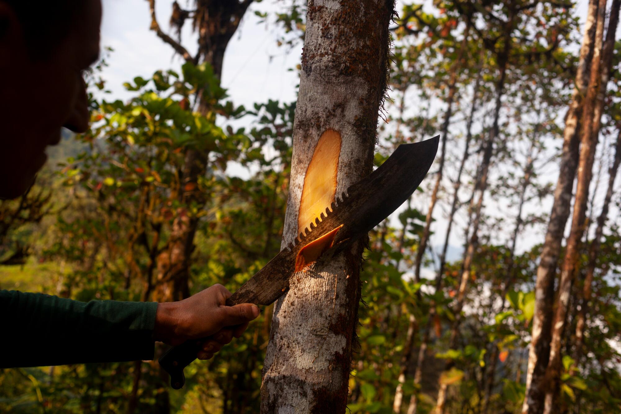 kl_quinine_active-ingredient_field_plant_2020 -52-